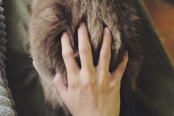 お尻をつかまれている猫ちゃん