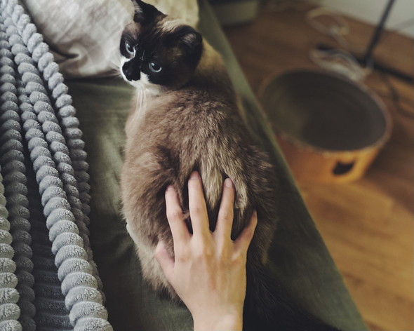 お尻をつかまれている猫ちゃん