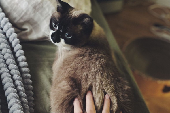 お尻をつかまれている猫ちゃん