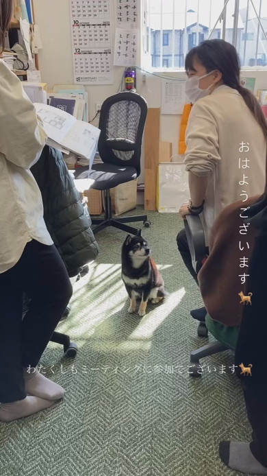 MTGに参加する柴ワンコ