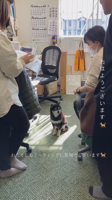 MTGに参加する柴ワンコ