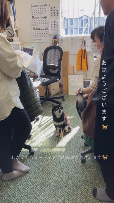 MTGに参加する柴ワンコ