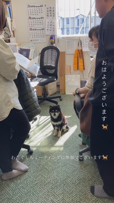 MTGに参加する柴ワンコ