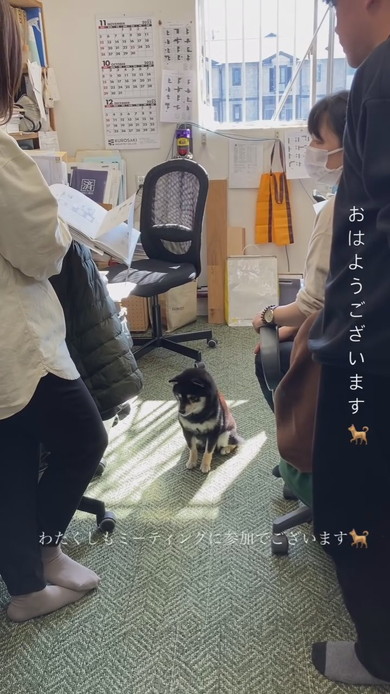 MTGに参加する柴ワンコ