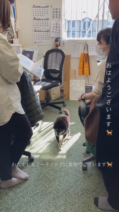 MTGに参加する柴ワンコ