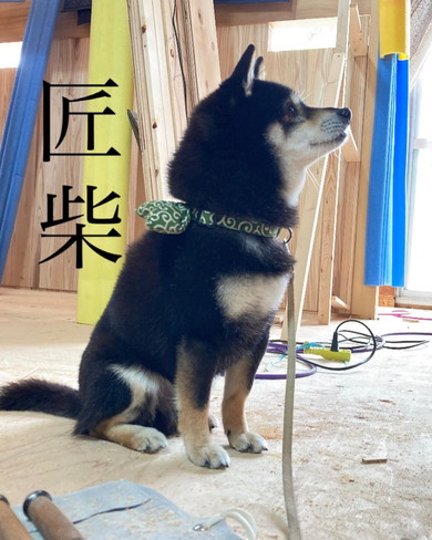 座っている柴ワンコ