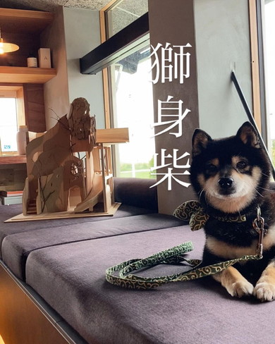 スフィンクススタイルの柴ワンコ