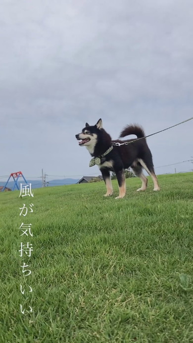 散歩中の柴ワンコ