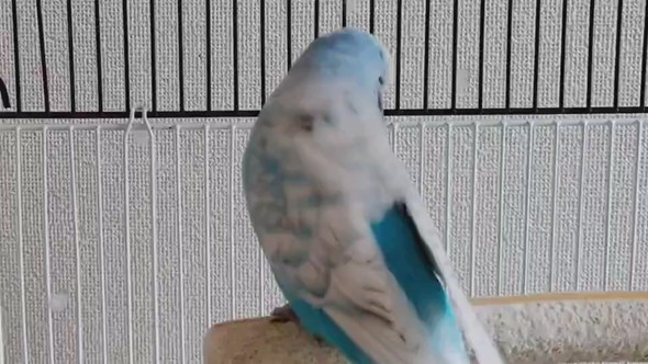 歌うセキセイインコさん