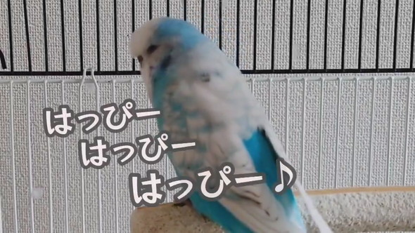 歌うセキセイインコさん