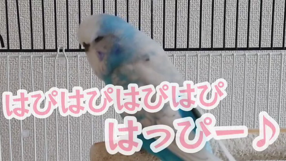 歌うセキセイインコさん