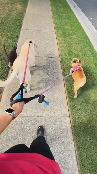 猫とワンコの交流