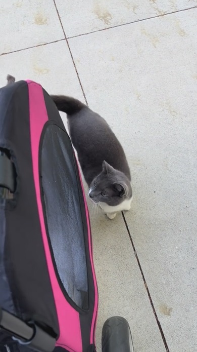 猫とワンコの交流