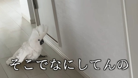 出待ちするオウム