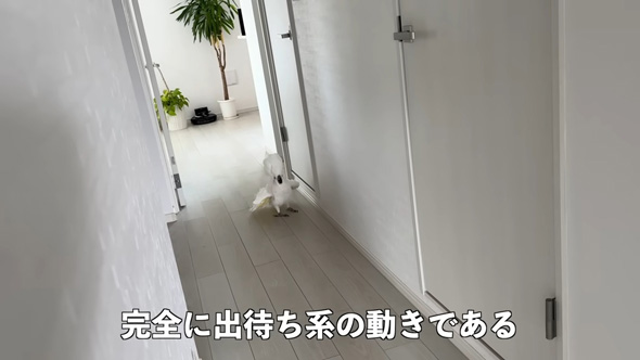 ダンスするオウム