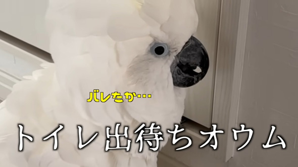 出待ちがバレるオウム