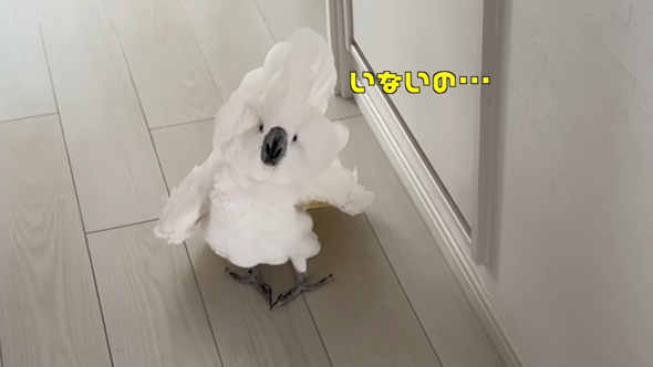 現実を知るオウム