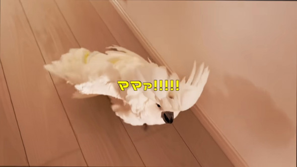 走り出すオウム