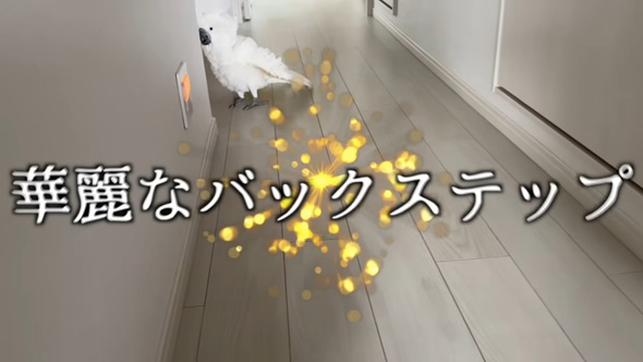 バックステップするオウム