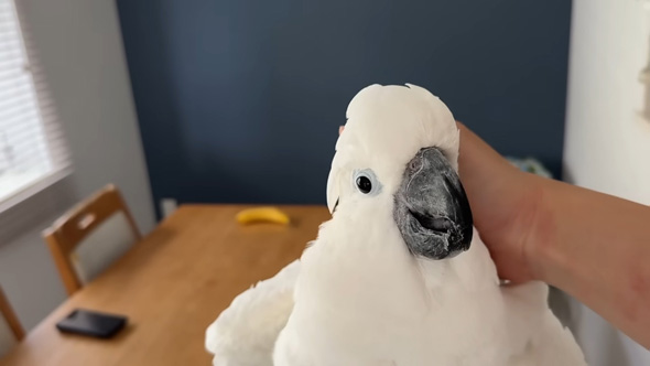 なでられるオウム