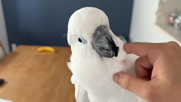 落ち着くオウム