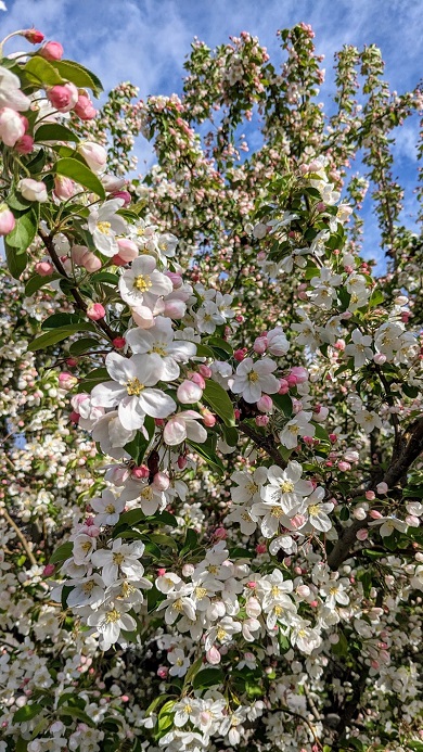 木を覆い尽くさんばかりに咲いているリンゴの花