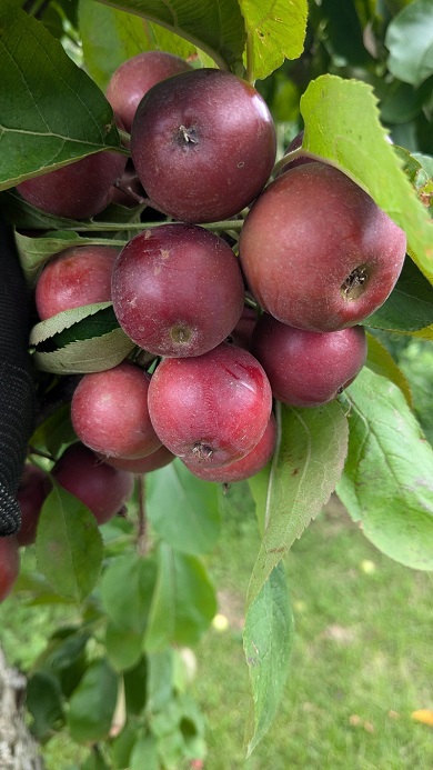 摘果しないために小さい実がたくさん生じる品種のメイポール