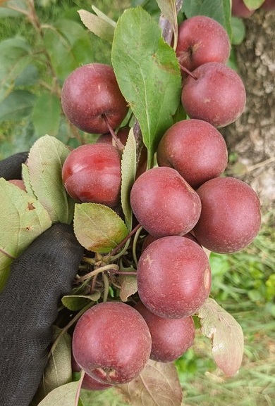 摘果しなかったために小さい実が連なっているリンゴ