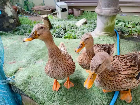 スイカを一心不乱に食べるアイガモ