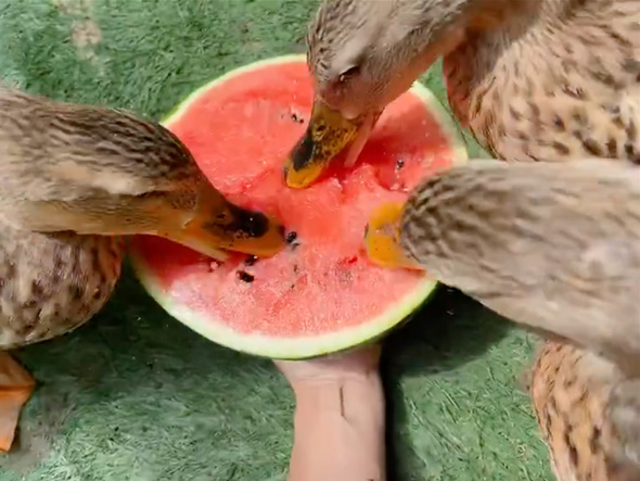 スイカを一心不乱に食べるアイガモ