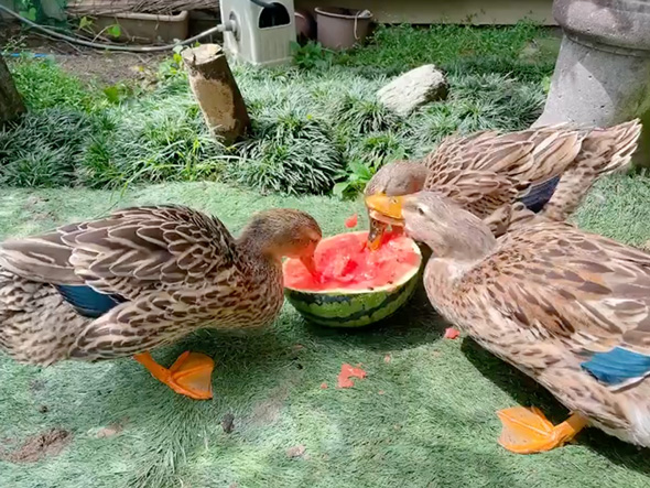 スイカを一心不乱に食べるアイガモ