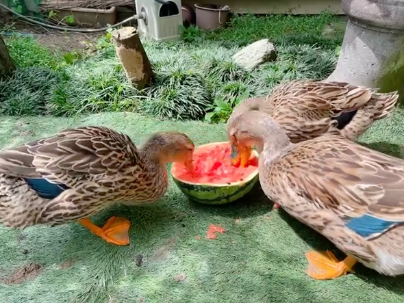 スイカを一心不乱に食べるアイガモ