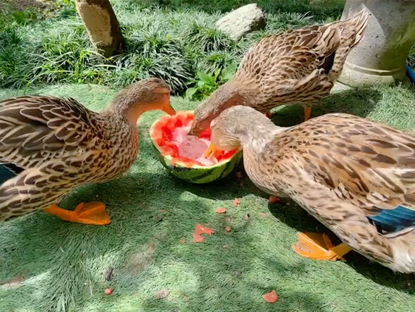 スイカを一心不乱に食べるアイガモ
