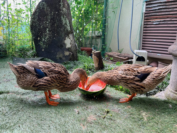 スイカを一心不乱に食べるアイガモ