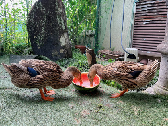 スイカを一心不乱に食べるアイガモ