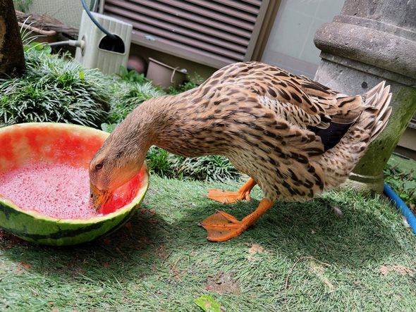 スイカを一心不乱に食べるアイガモ