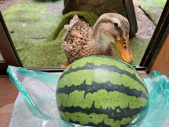スイカを見つめるアイガモ
