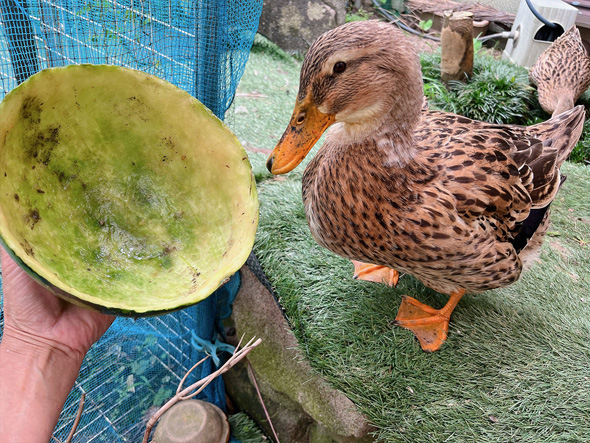 スイカを一心不乱に食べるアイガモ