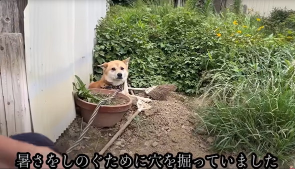 6年外につながれっぱなしのワンコ