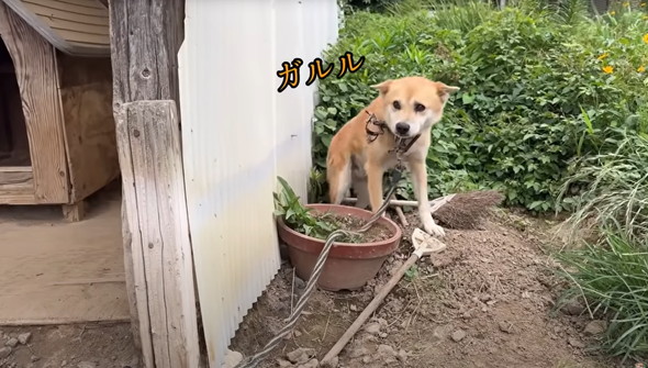 6年外につながれっぱなしのワンコ