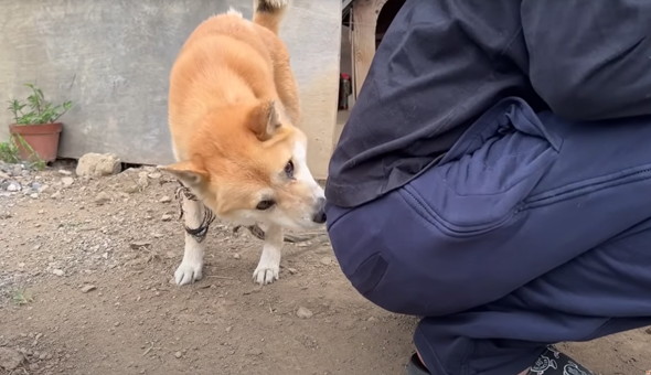 6年外につながれっぱなしのワンコ