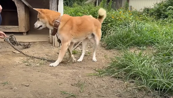 6年外につながれっぱなしのワンコ