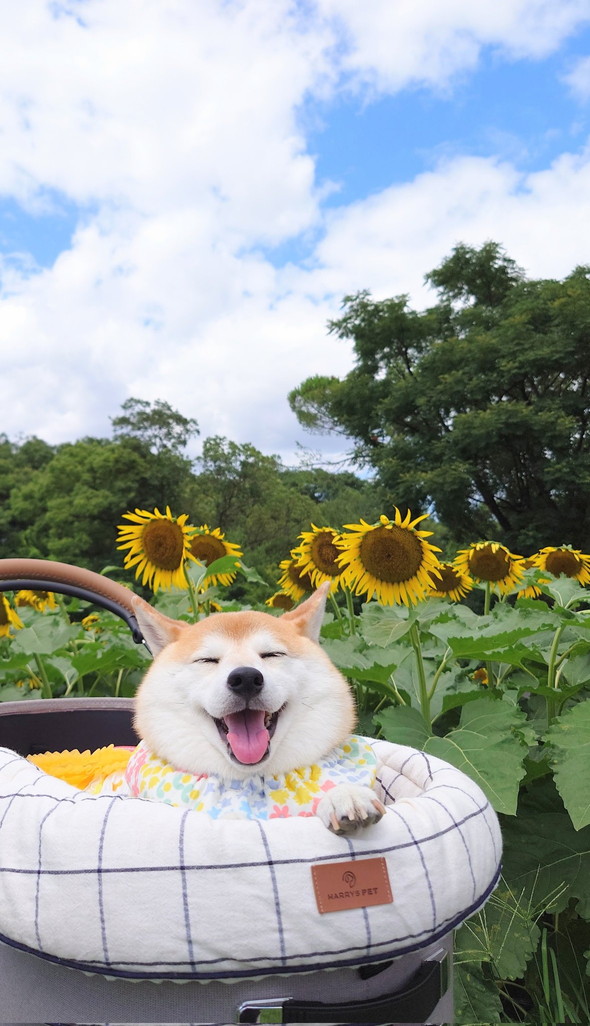 前回チャーミー