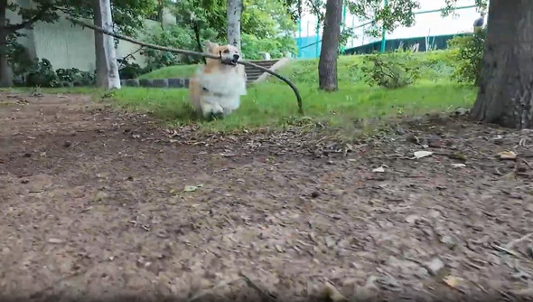 長い枝をゲットしたワンコ