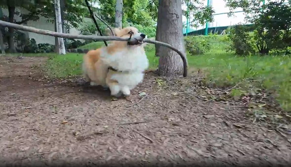 長い枝をゲットしたワンコ