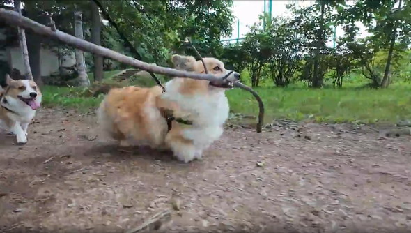 長い枝をゲットしたワンコ