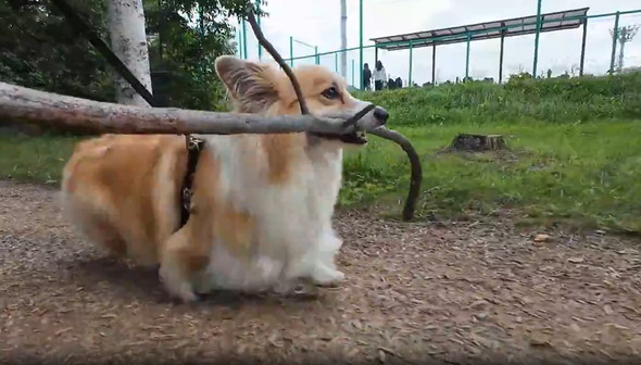 長い枝をゲットしたワンコ