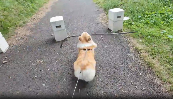 長い枝をゲットしたワンコ