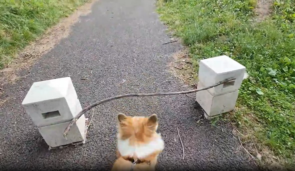 長い枝をゲットしたワンコ