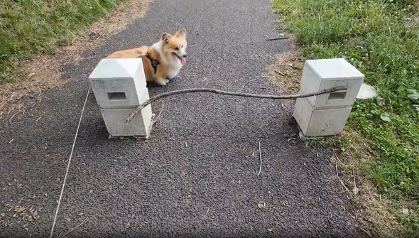 長い枝をゲットしたワンコ